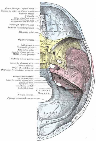 Petrous Apex Anatomy Petrous portion of the temporal bone is pyramidal and is wedged in at the base of the skull between the sphenoid and occipital Consists of a base, apex, anterior, inferior
