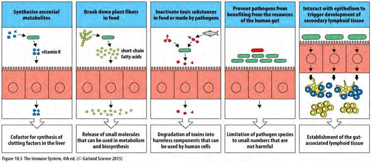 The commensal microbiota confers many health benefits to the host Culture independent methods of analysis have