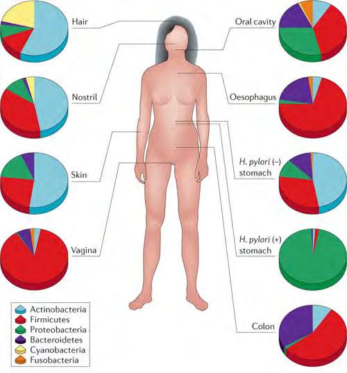 The composition of the microbiota varies by anatomical