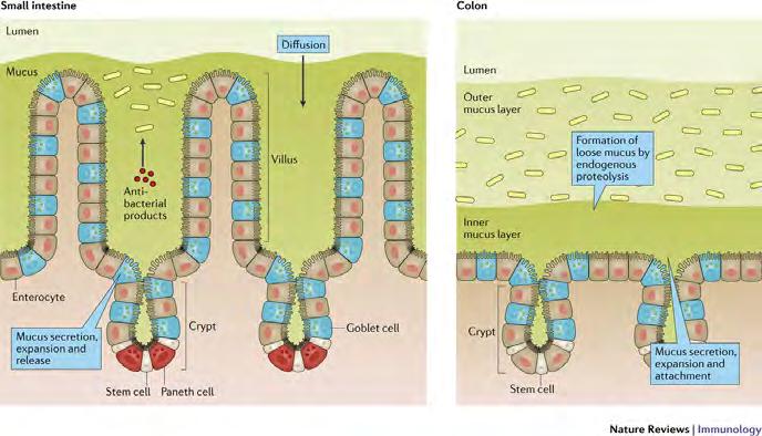 Specialized protective adaptations of the intestinal epithelial barrier 1. Mucus 2. Anti-Microbial Peptides 3.