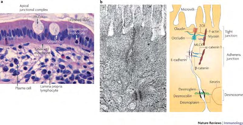 barrier: the intestinal epithelial