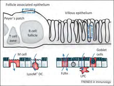 Mechanisms of antigen sampling in the small intestine APC (DC or macrophage) Schulz, O & Pabst.