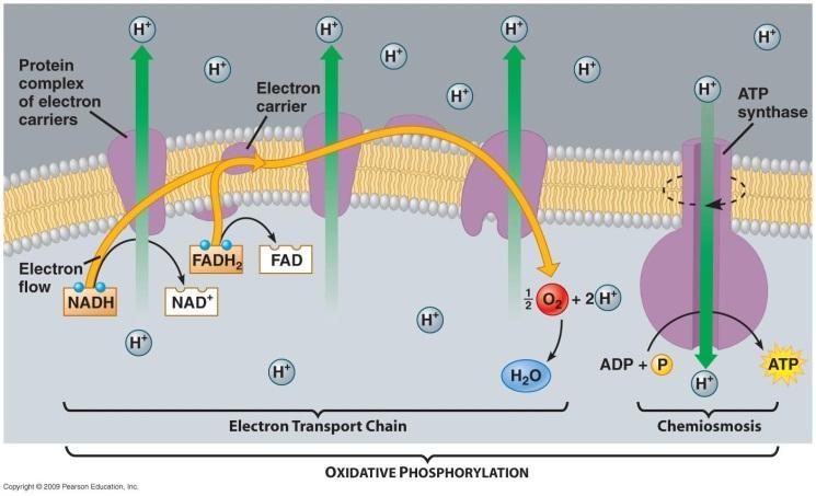 NADH FADH 2. CO 2. Electron Transport Chain & Oxidative Phosphorylation: (p 74, Fig 3.28) Proteins complexes & ATP synthase What is oxidative phosphorylation? Is ATP produced directly?