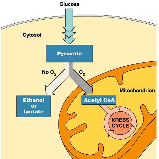 1) If O 2 is present: 2) If O 2 is not present: Anaerobic Respiration: (p. 3.31, Fig 3.