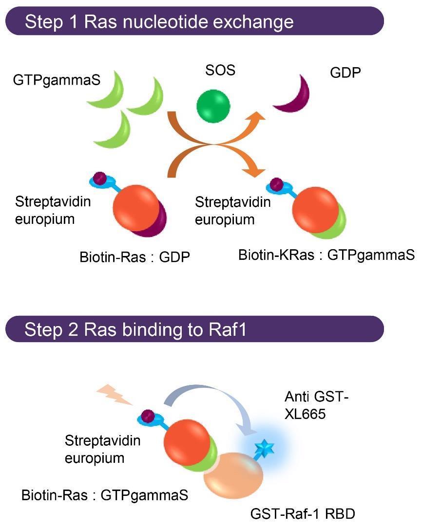 Supplementary Figure 1. Schematic of Ras biochemical coupled assay. The two-step Ras biochemical coupled assay used to identify inhibitory DARPins in this work is described in the schematic diagram.