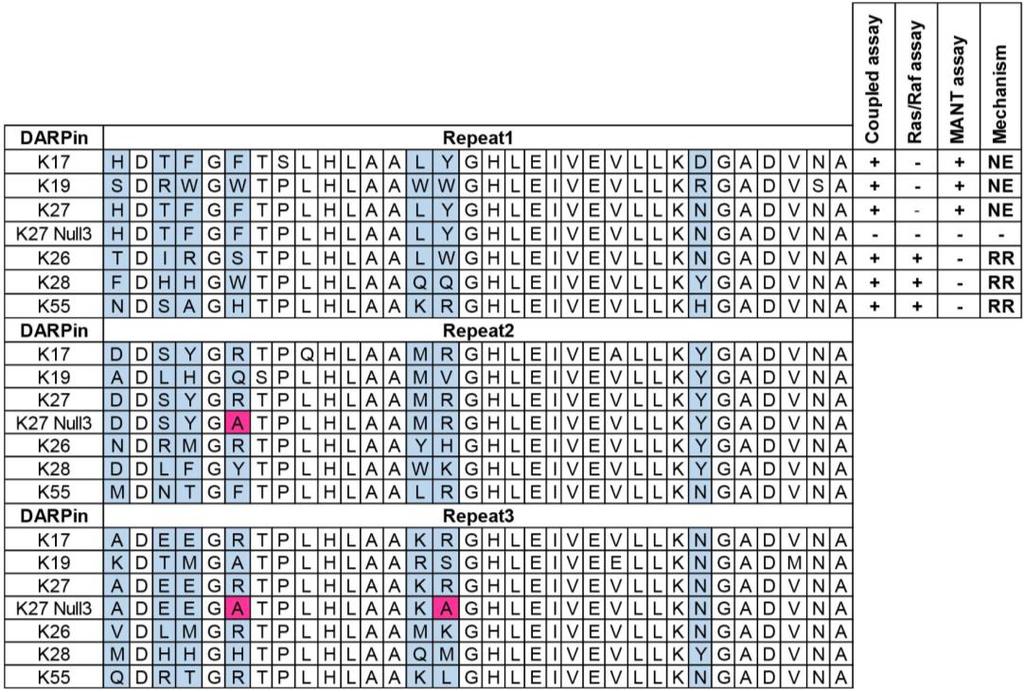 Supplementary Figure 2. Sequences of Ras-inhibitory DARPins identified in biochemical assays. The amino acid sequences of the DARPin repeat domains are shown.