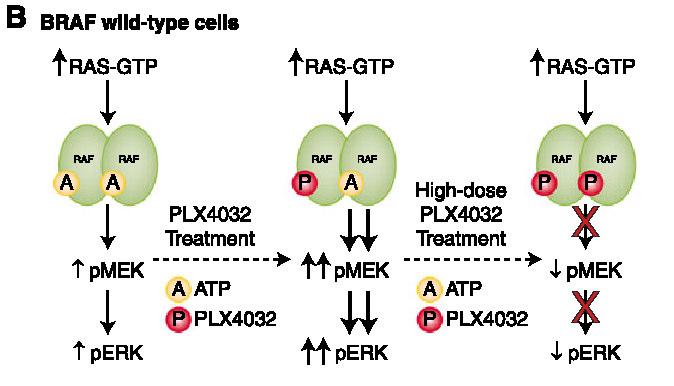 V600E BRAF cells Paradoxical hyper-activation of MEK and ERK by PLX4032 in BRAF wild-type cells Nissan MH, Solit DB, Curr