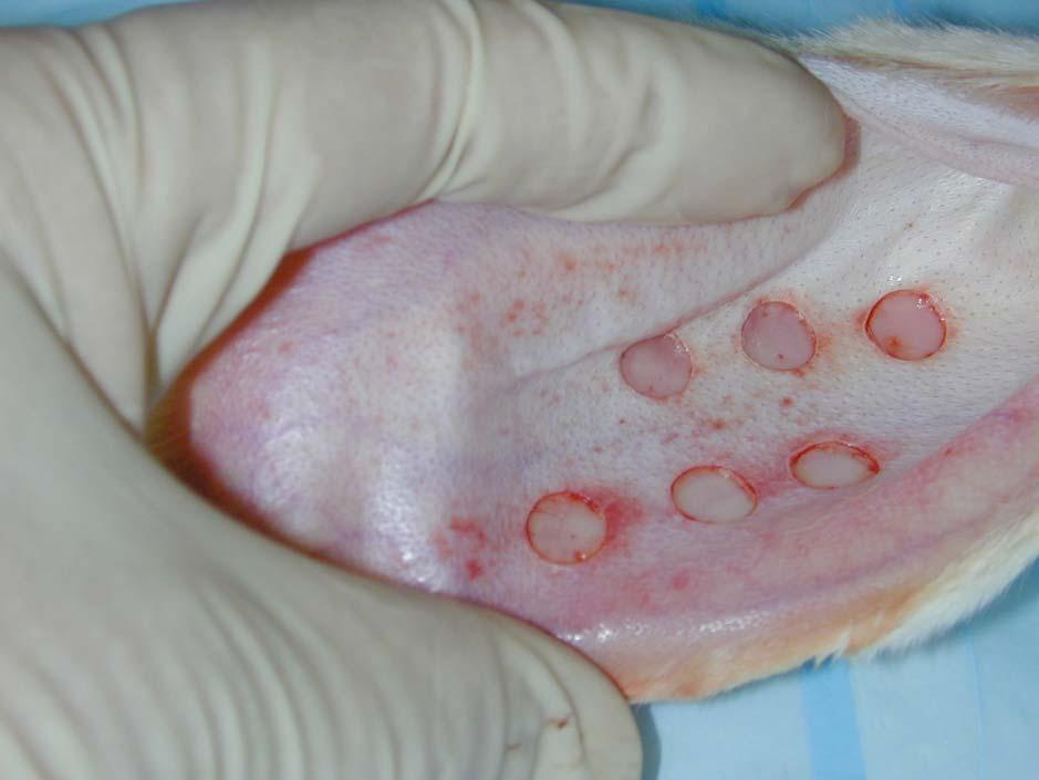 Methods Create 7mm punch wounds with removal of perichondrium