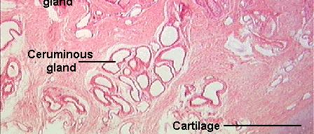 cerumen (earwax) Myoepithelial cells
