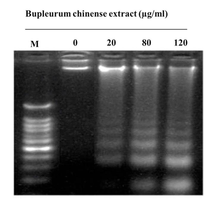 Bupleurum chinense extract in ovarian cancer 1347 Figure 6. B.C extract induces DNA fragmentation in human epithelial ovarian cancer cells HO-8910.