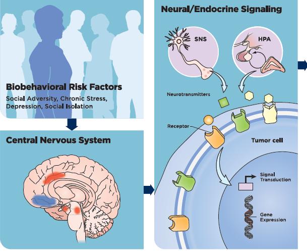 How Are Behavioral Risk Factors Biologically Transduced To