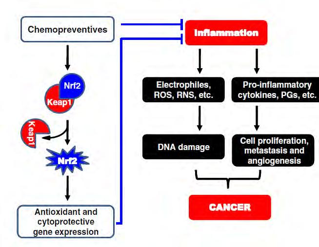 NRF2 Signaling in Cancer Prevention 0.03 Effect of IVC on Nrf2 0.025 relative gene expression 0.02 0.
