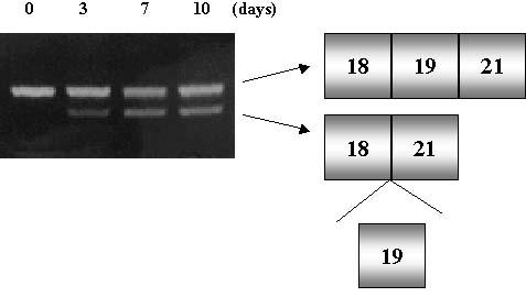 DNA analysis. Sequence analysis indicated that the whole of exon 19 was missing from the dystrophin cdna, indicating complete skipping of exon 19 (Fig. 1).
