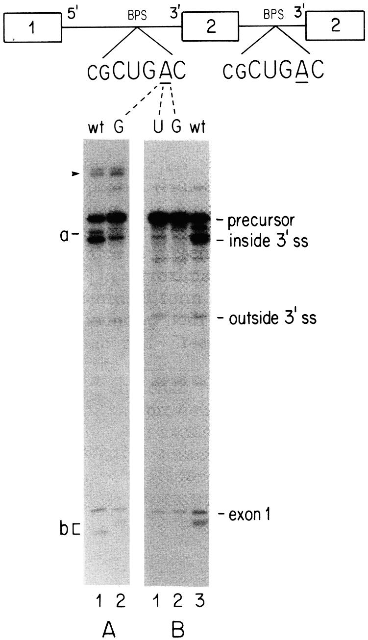 ...... ~,: inside 3' ss be...,...... outside 3' ss 12 1 2 3 A B... exonl Figure 1. The effect of mutations in the branch-site adenine on splicing in vitro.