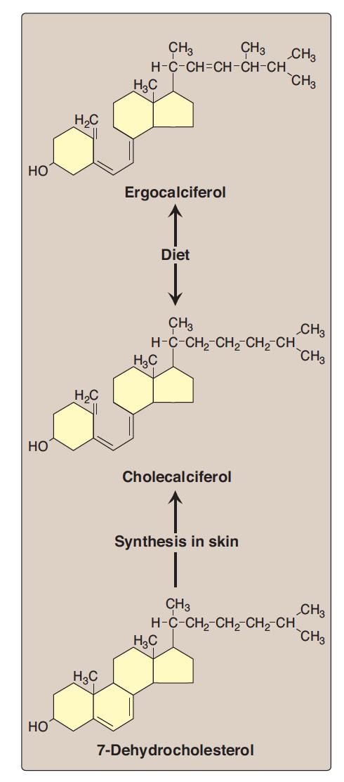 Sources of Vitamin D 2 1. After your skin exposed to sun UV light it convert 7-Dehydrocholestrol (which is already synthesized in your body) into Cholecalciferol (D3). 2. Another form is from the plants (Ergocalciferol) also the body can convert it into Cholecalciferol.