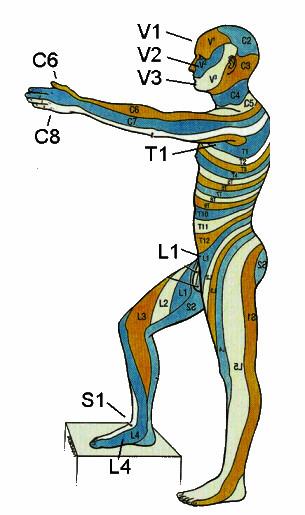 SUMMARY OF SOME FEATURES OF VERTEBRAE ON CT, LANDMARKS AND SOME CLINICAL SIGNS Vertebra ID Features on CT Clinical, Associated Structures on CT Cervical (7) Foramina Tranversaria transmit Vertebral