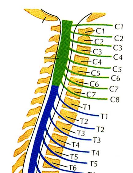 2) GROSS ANATOMY OF SPINAL CORD AND SPINAL NERVES VERTEBRAE Cervical (C1-C7) Thoracic (T1-T12) SPINAL NERVES Cervical (C1-C8) Thoracic (T1-T12) CONVENTION FOR NAMING LEVELS: C1 - C7: above vertebra