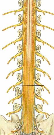 Adult, Conus Medullaris is located at vertebral level L1 ROOTS OF CAUDA