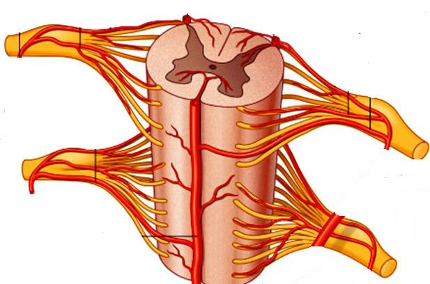ARTERIES AND VEINS OF SPINAL CORD Radicular arteries