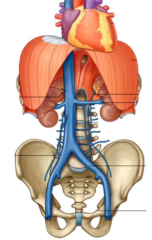 SPREAD OF CANCER TESTICULAR VEINS External Vertebral Venous Plexus Note: Disease processes can spread to spinal cord and