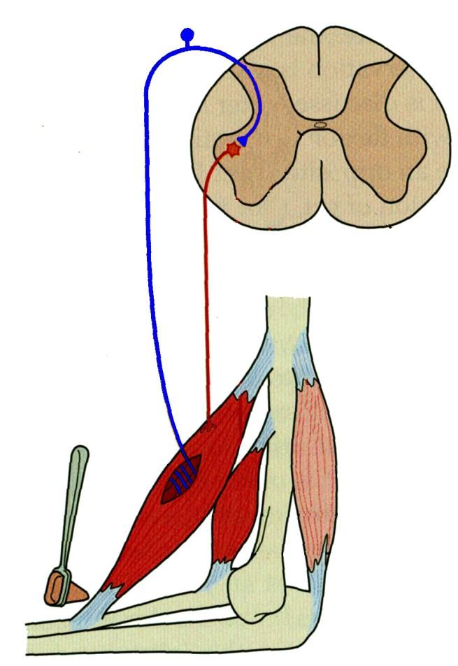 STRETCH (DEEP TENDON) REFLEX : MONOSYNAPTIC CONNECTION SENSORY STIMULUS Two methods: 1) Rapidly Stretch muscle (change muscle length) Activate- Muscle spindle (Group Ia and II); monosynaptically
