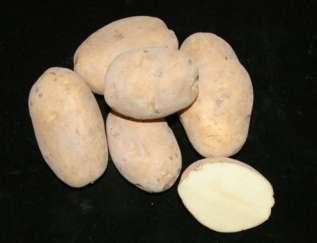 Even if only 20% of Washington and Wisconsin potato growers adopted this new cultivar, savings of several million dollars due to lower fungicide costs and fewer
