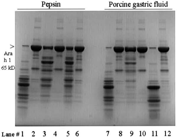 The resulting peptide fragments were visualized by Coomassie staining. FIG 4. Pepsin is the exclusive protease in PGF. Incubation of Ara h 1 