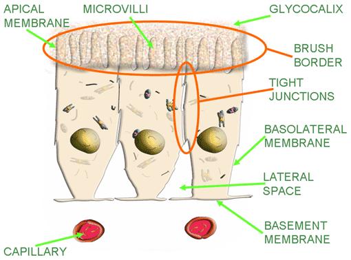 the intracellular space which is als called lateral space.