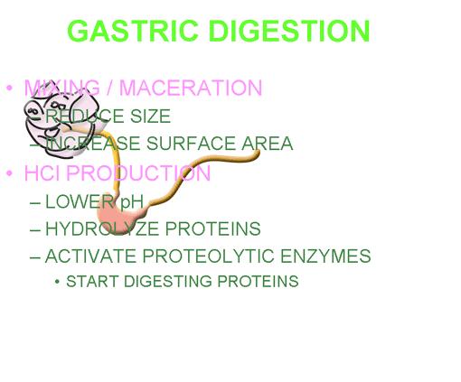 OVERALL DIGESTIVE PROCESS The digestive prcess cmmences as sn as the fd enters the ral cavity (Fig. 3-13).