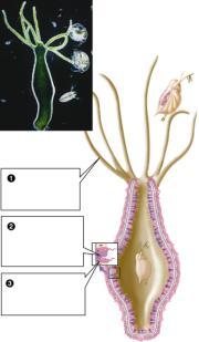 Extrace llu lar d ige stio n Dige stio n in a sac Animals? Annelids, mollusks, arthropods, and vertebrates are examples of animals with tube shaped gut.