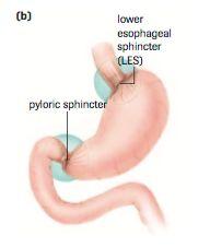 Stomach - structure J- shaped muscular pouch Connected to esophagus by the LOWER ESOPHAGEAL SPHINCTER(LES) small intestine by the PYLORIC SPHINCTER