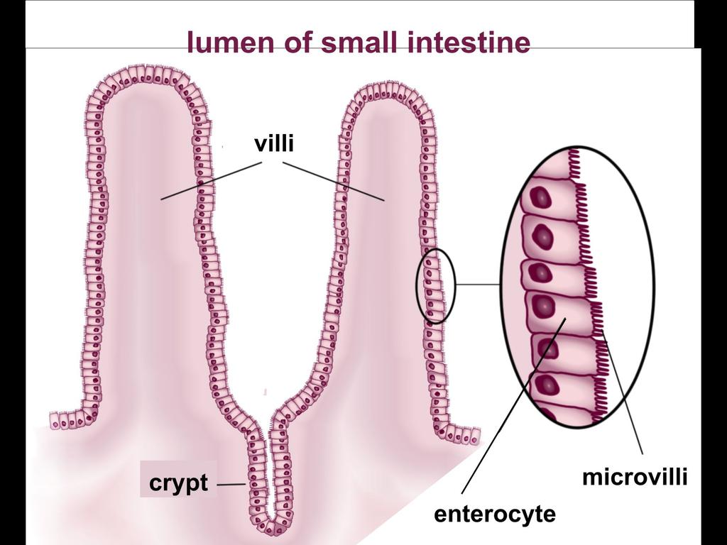 Small Intestine- structure The inside of the small intestine is covered with millions of tiny finger-like projections called villi -