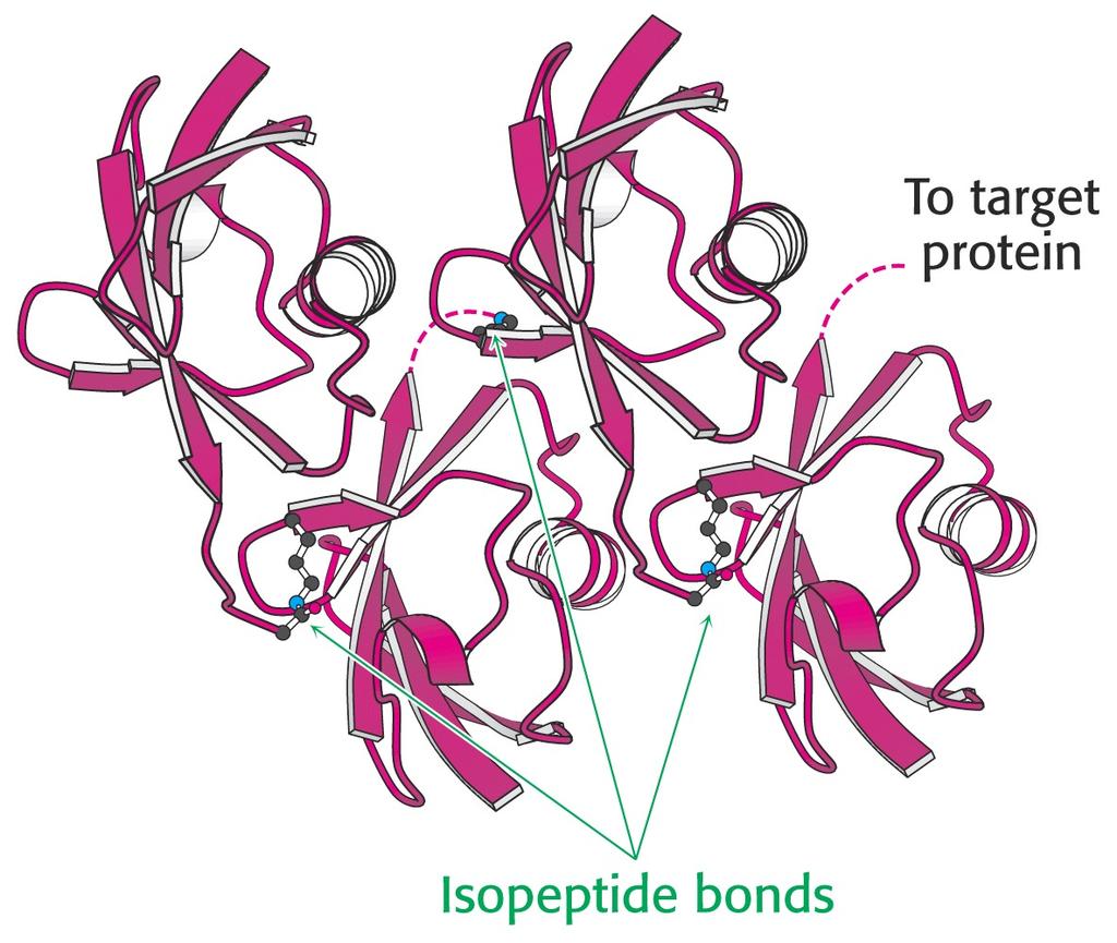 Attachment of a single molecule of ubiquitin - weak signal for degradation. Chains of ubiquitin are generated.