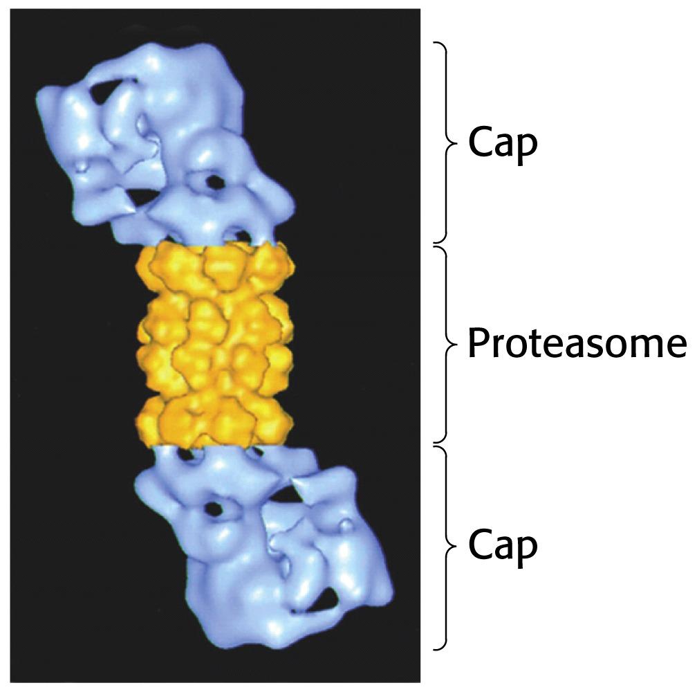 made up of 20 polipeptide 19S subunit chains controls the access to interior of 20S barrel binds to both ends of the 20S proteasome core binds to polyubiquitin
