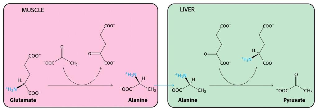 Nitrogen is then transferred to pyruvate to form alanine, which is released into the blood.