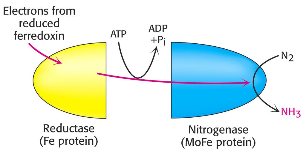 Nitrogen-fixing bacteria possess nitrogenase complex which can reduce N2 to ammonia The nitrogenase complex consists of two proteins: reductase, which provides
