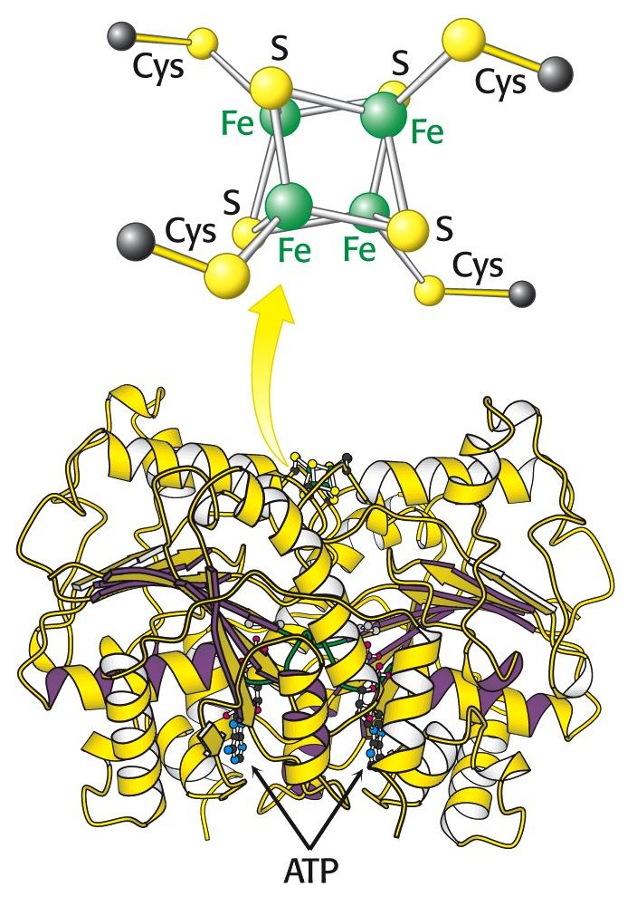 The high-potential electrons come from protein ferredoxin, generated by photosynthesis or oxidative processes.