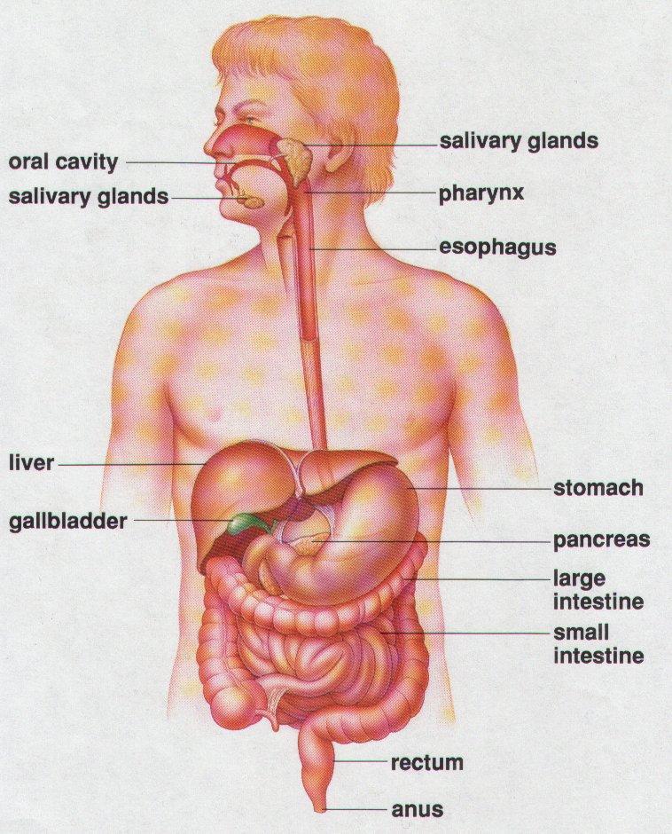 Alimentary canal includes: mouth pharynx esophagus