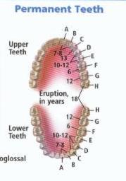MOUTH (Oral Cavity) TEETH: teeth are used to mechanically break food into smaller pieces (this
