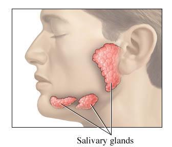 SALIVARY GLANDS *3 pairs of salivary glands secrete SALIVA, which moistens food, helps bind food