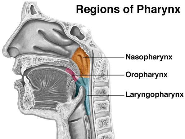 Pharynx / Throat leads to