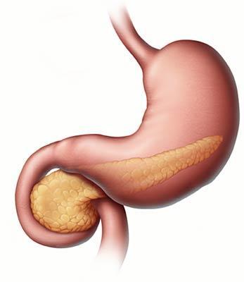 Structure / Parts: STOMACH -has a capacity of about 1 L -separated