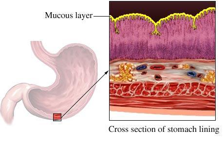 STOMACH *a layer of thick mucus is produced by cells in the stomach s