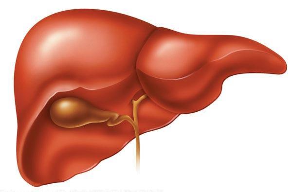 LIVER Structure of the liver: The liver is