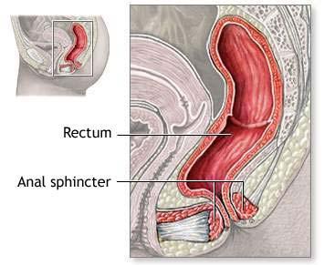 LARGE INTESTINE the large intestine consists of the: -CECUM -COLON
