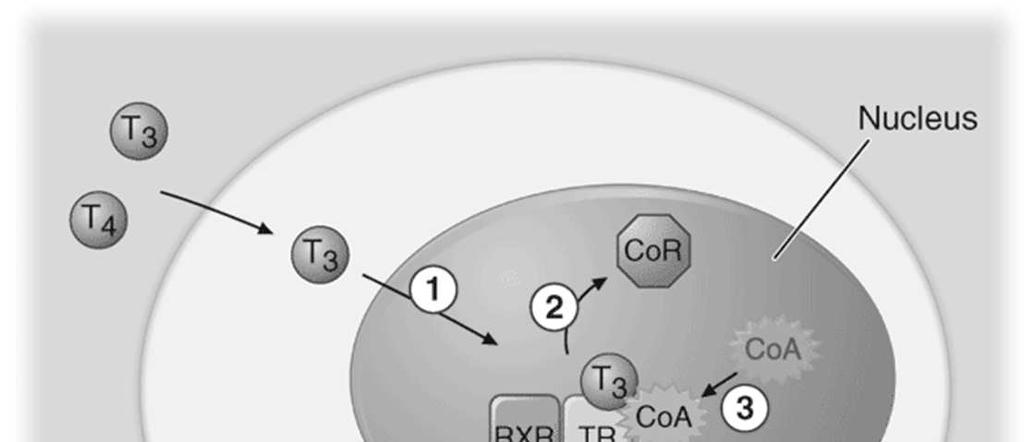 Mechanism of thyroid hormone receptor action The thyroid hormone receptor (TR) and retinoid X receptor (RXR) form heterodimers that bind specifically