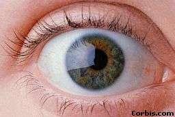 EYE: Human eye is an organ which react to light for several purposes.