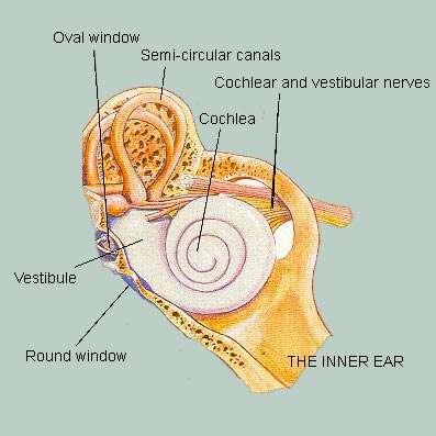 Cochlea Vestibule