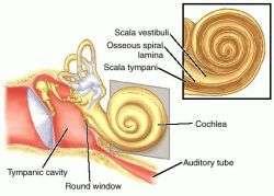 The cochlea resembles a snail shell and spirals for about 2 3/4 turns around a bony