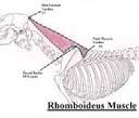 Muscles of the Thoracic limb No clavicle for muscle attachments Allows